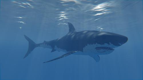 Great White Shark preview image